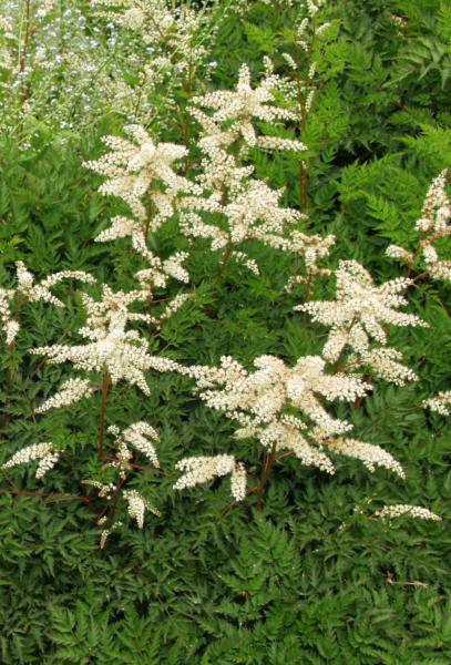 aruncus aethusifolius