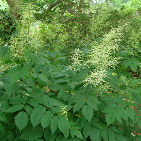 aruncus dioicus kamtschaticus