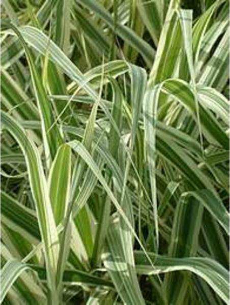 arundo donax variegato