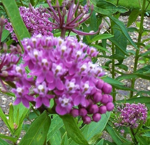 asclepias incarnata