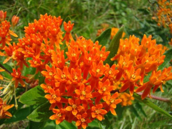 asclepias tuberosa