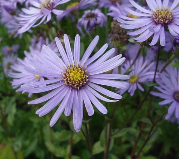 aster amellus