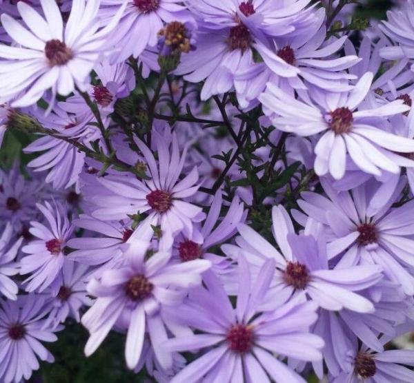 aster cordifolius little carlow