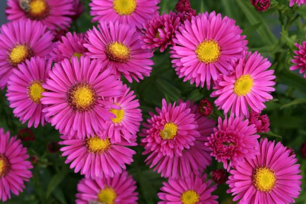 aster dumosus jenny