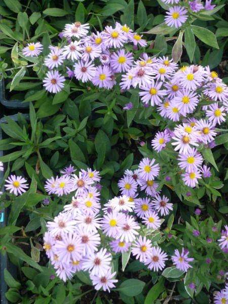 aster dumosus prof.a. kippemberg