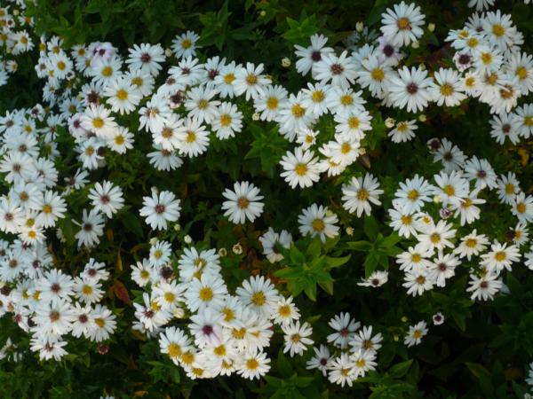 aster dumosus schneekissen