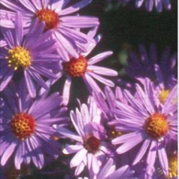 aster dumosus wood's purple