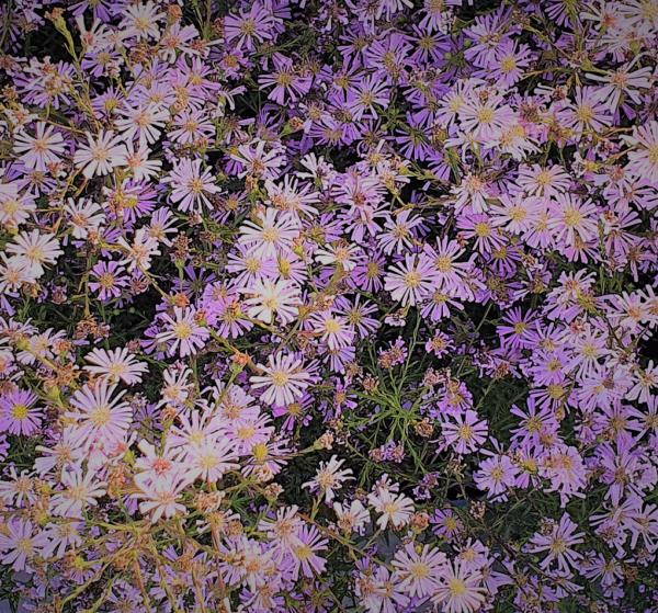 aster ericoides esther