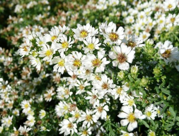 aster ericoides