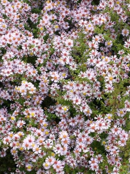 aster ericoides lovely