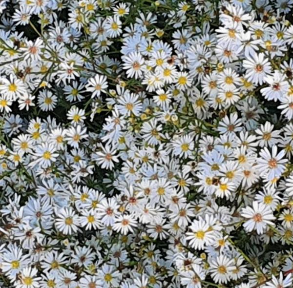 aster ericoides monte cassino