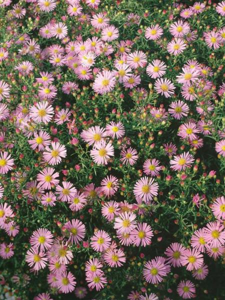 aster ericoides pink cloud