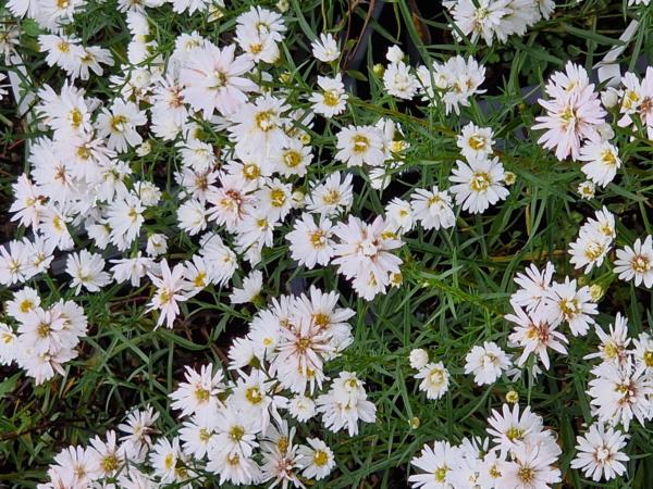 aster laterifolius white lovely 
