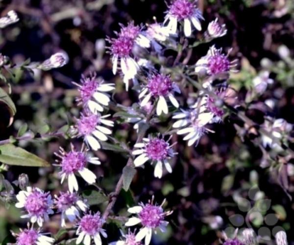 aster laterifolius lady in black