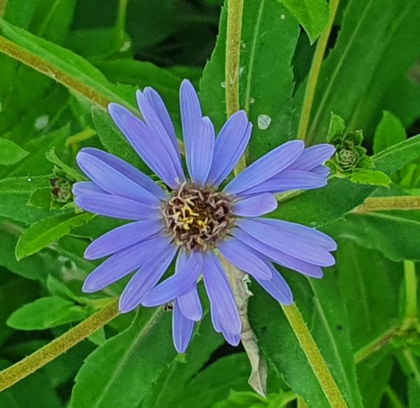 aster macrophyllus twilight
