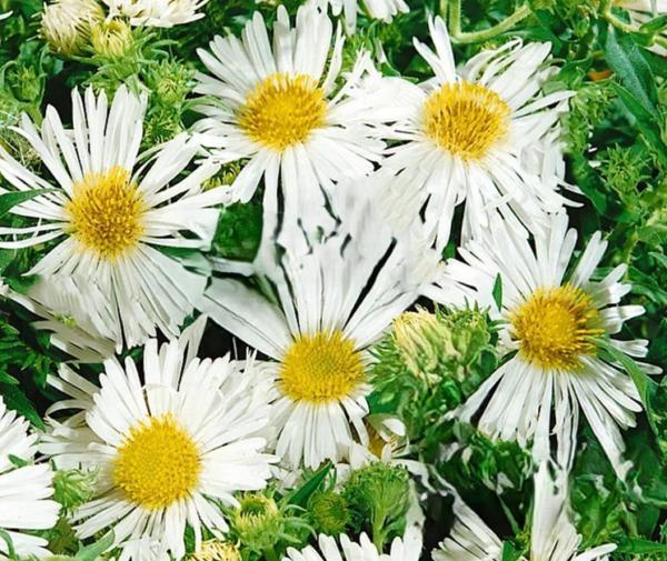 aster n.a. herbstschnee