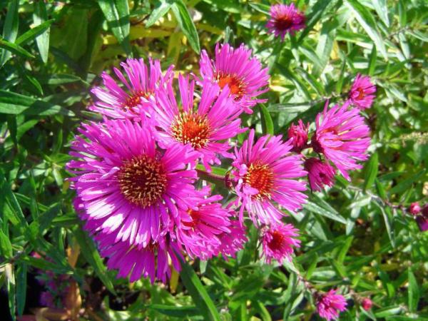 aster novae-angliae