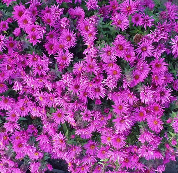aster n.a. vibrant dome