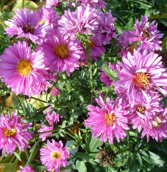 aster n.b. patricia ballard