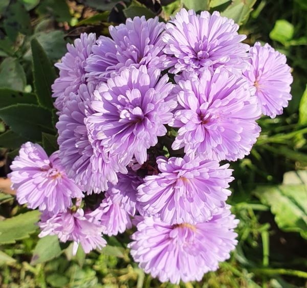 aster n.b. paso doble
