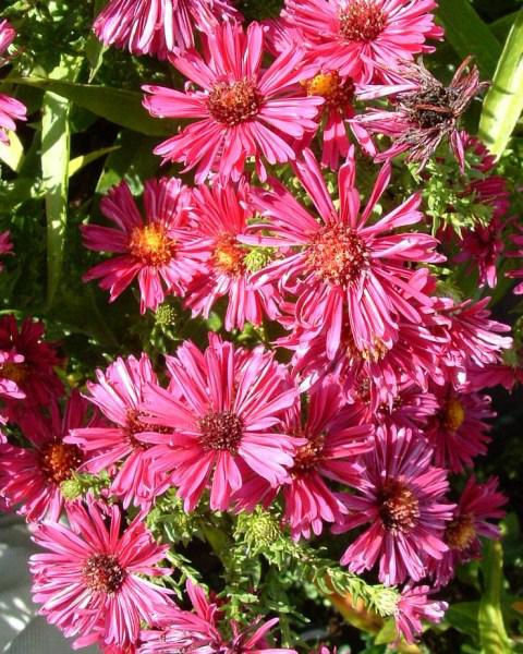 aster n.b. royal ruby