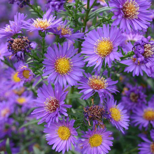 aster n.b. schone von dietlikon