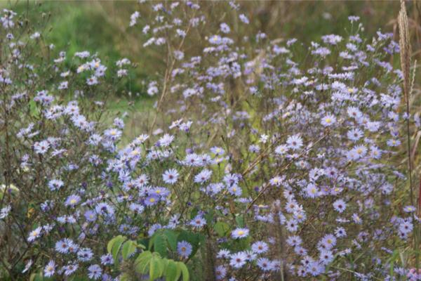 aster turbinellus