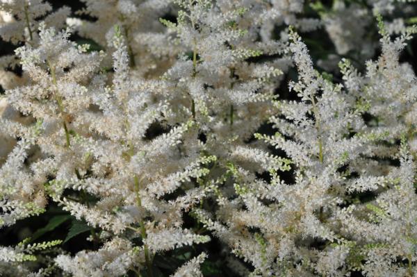 astilbe arendsii rock and roll