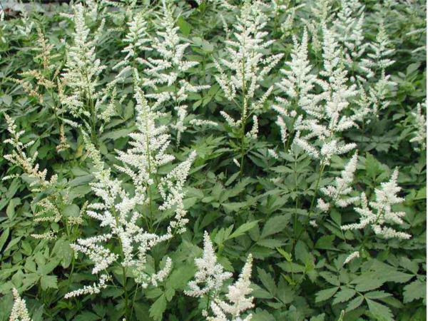 astilbe arendsii bianco