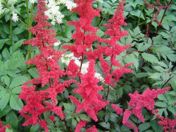 astilbe arendsii fanal