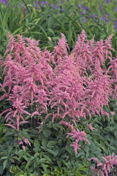 astilbe arendsii rosa