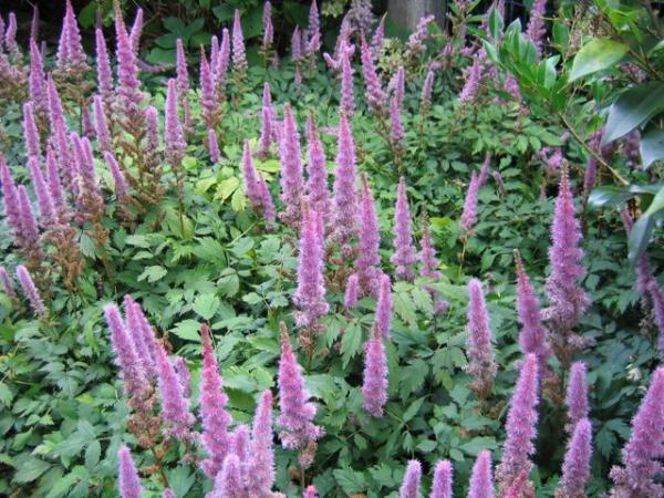 astilbe chinensis pumila