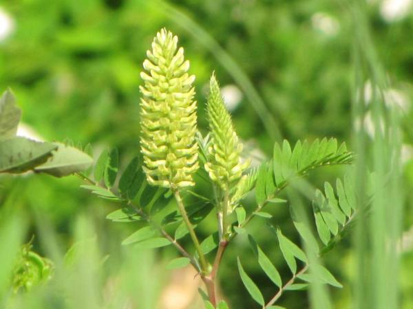 astragalus canadensis 