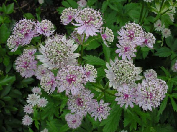 astrantia major