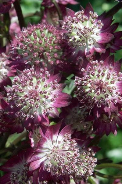 astrantia major star of beauty 