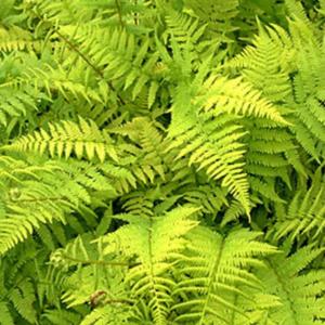 athyrium filix-femina