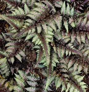 athyrium niponicum burgundy lace