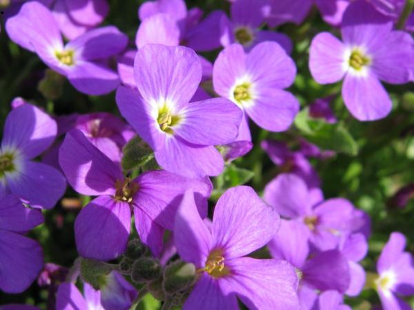 aubrieta cascade blue