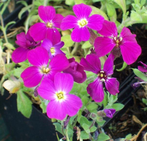 aubrieta cascade red