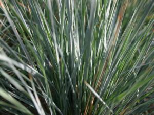 avena sempervirens