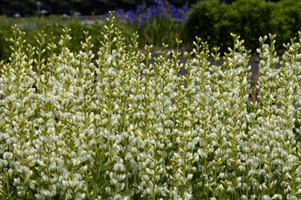 baptisia australis alba