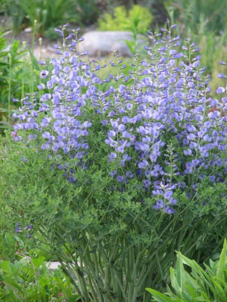 baptisia australis minor