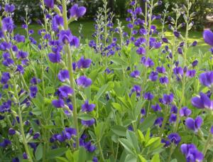 baptisia australis