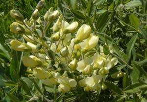 baptisia leucophaea