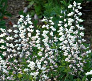 baptisia pendula 