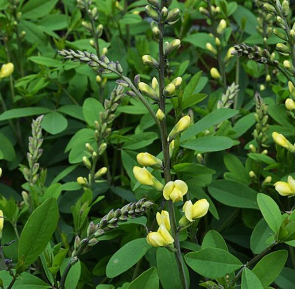 baptisia sphaerocarpa 