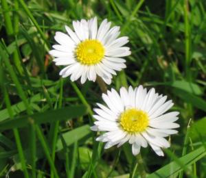 bellis perennis