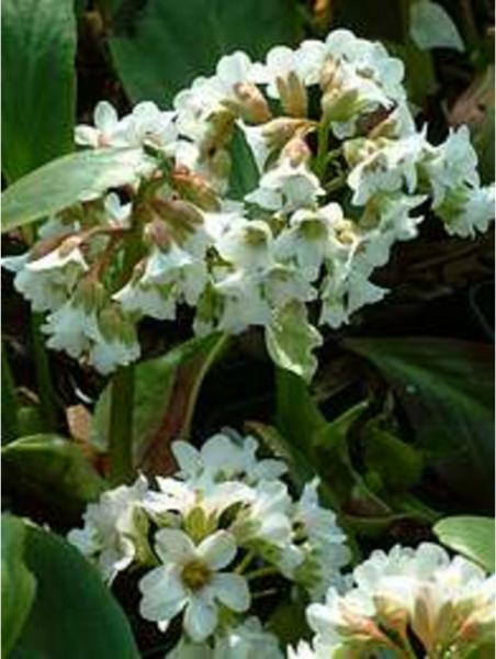 bergenia bressingham white