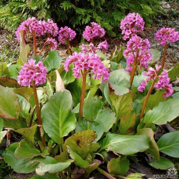 bergenia cordifolia