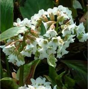 bergenia cordifolia snowtime   